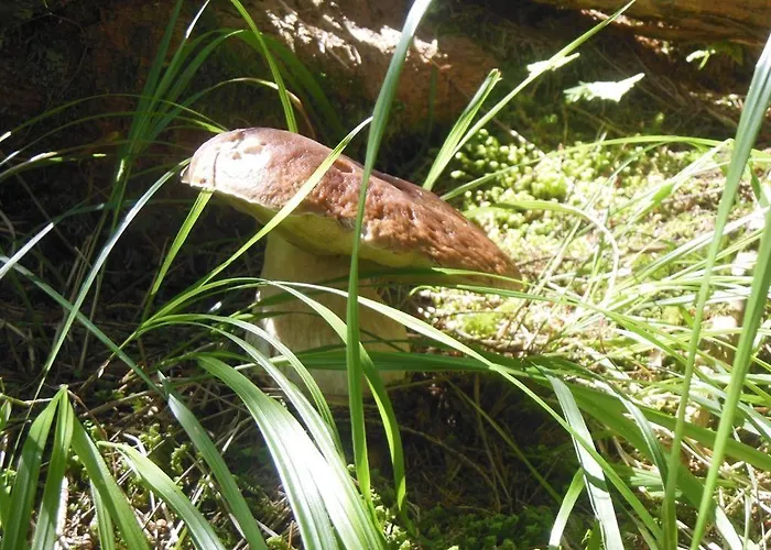 Multererhof Appartement