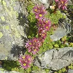 Multererhof